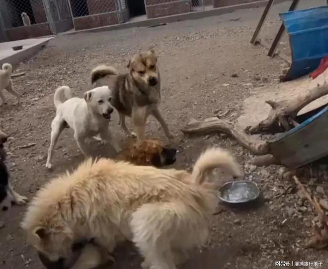 爆火!身价飙升至10万美元狗主人被扒冰球突破网站贵州下司犬“查理国王”(图19) 爆火!身价飙升至10万美元狗主人被扒冰球突破网站贵州下司犬“查理国王”(图19)