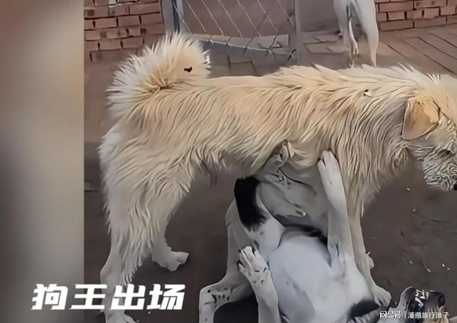 爆火！身价飙升至10万美元狗主人被扒冰球突破网站贵州下司犬“查理国王”(图16)