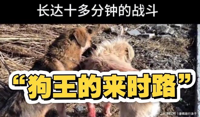 爆火!身价飙升至10万美元狗主人被扒冰球突破网站贵州下司犬“查理国王”(图15) 爆火!身价飙升至10万美元狗主人被扒冰球突破网站贵州下司犬“查理国王”(图15)
