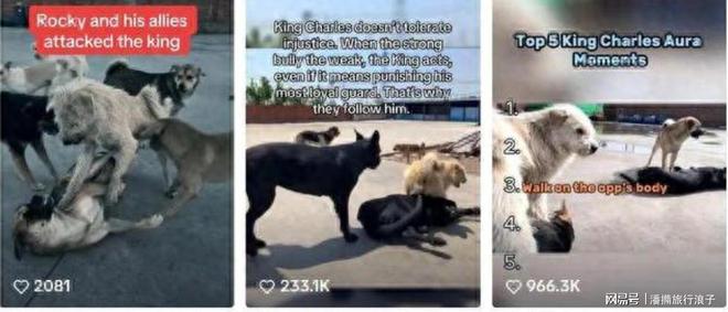 爆火!身价飙升至10万美元狗主人被扒冰球突破网站贵州下司犬“查理国王”(图20) 爆火!身价飙升至10万美元狗主人被扒冰球突破网站贵州下司犬“查理国王”(图20)