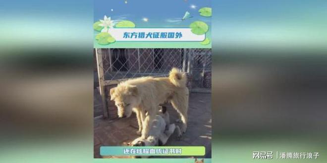 爆火!身价飙升至10万美元狗主人被扒冰球突破网站贵州下司犬“查理国王”(图21) 爆火!身价飙升至10万美元狗主人被扒冰球突破网站贵州下司犬“查理国王”(图21)