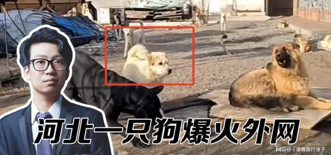 爆火!身价飙升至10万美元狗主人被扒冰球突破网站贵州下司犬“查理国王”(图2) 爆火!身价飙升至10万美元狗主人被扒冰球突破网站贵州下司犬“查理国王”(图2)