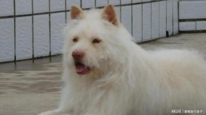 爆火！身价飙升至10万美元狗主人被扒冰球突破网站贵州下司犬“查理国王”