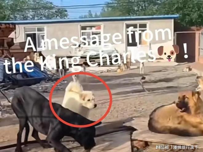 爆火!身价飙升至10万美元狗主人被扒冰球突破网站贵州下司犬“查理国王”(图4) 爆火!身价飙升至10万美元狗主人被扒冰球突破网站贵州下司犬“查理国王”(图4)