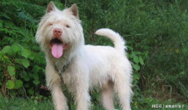 爆火!身价飙升至10万美元狗主人被扒冰球突破网站贵州下司犬“查理国王”(图6) 爆火!身价飙升至10万美元狗主人被扒冰球突破网站贵州下司犬“查理国王”(图6)