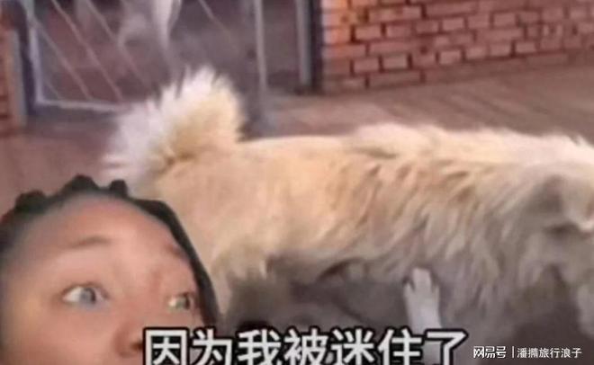爆火!身价飙升至10万美元狗主人被扒冰球突破网站贵州下司犬“查理国王”(图5) 爆火!身价飙升至10万美元狗主人被扒冰球突破网站贵州下司犬“查理国王”(图5)