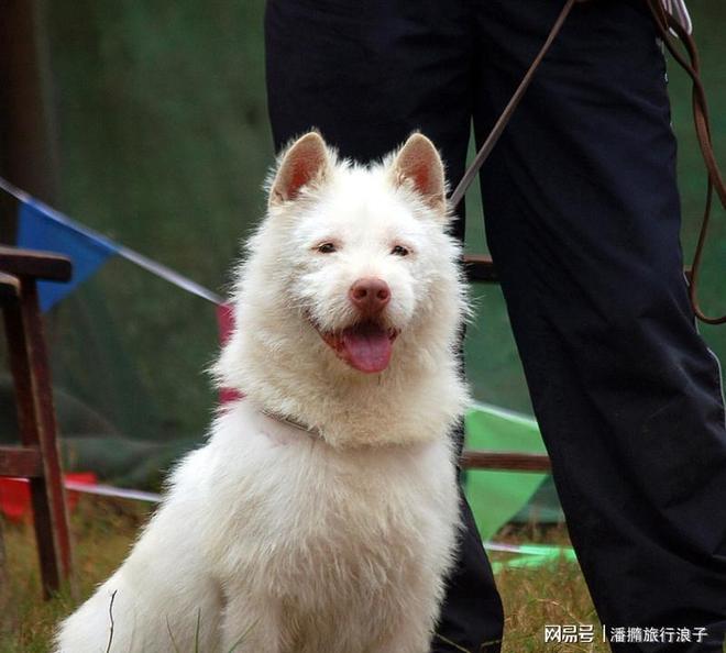 爆火!身价飙升至10万美元狗主人被扒冰球突破网站贵州下司犬“查理国王”(图3) 爆火!身价飙升至10万美元狗主人被扒冰球突破网站贵州下司犬“查理国王”(图3)