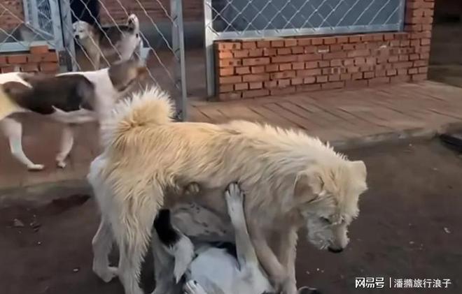 爆火!身价飙升至10万美元狗主人被扒冰球突破网站贵州下司犬“查理国王”(图7) 爆火!身价飙升至10万美元狗主人被扒冰球突破网站贵州下司犬“查理国王”(图7)