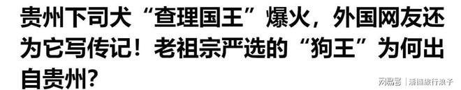爆火!身价飙升至10万美元狗主人被扒冰球突破网站贵州下司犬“查理国王”(图8) 爆火!身价飙升至10万美元狗主人被扒冰球突破网站贵州下司犬“查理国王”(图8)