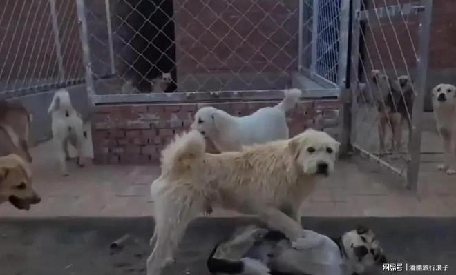 爆火!身价飙升至10万美元狗主人被扒冰球突破网站贵州下司犬“查理国王”(图14) 爆火!身价飙升至10万美元狗主人被扒冰球突破网站贵州下司犬“查理国王”(图14)