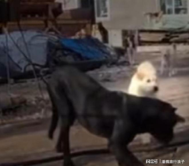 爆火!身价飙升至10万美元狗主人被扒冰球突破网站贵州下司犬“查理国王”(图13) 爆火!身价飙升至10万美元狗主人被扒冰球突破网站贵州下司犬“查理国王”(图13)