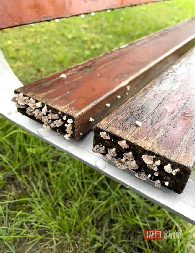 地长蘑菇大雁塔受潮城墙布满青苔气象局解释