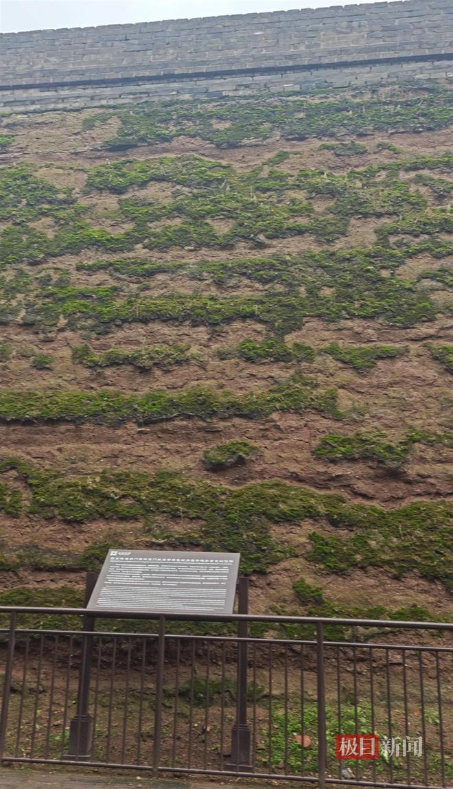 地长蘑菇大雁塔受潮城墙布满青苔气象局解释成因冰球突破豪华版手机版西安连续一个多月降雨遍(图2) 地长蘑菇大雁塔受潮城墙布满青苔气象局解释成因冰球突破豪华版手机版西安连续一个多月降雨遍(图2)