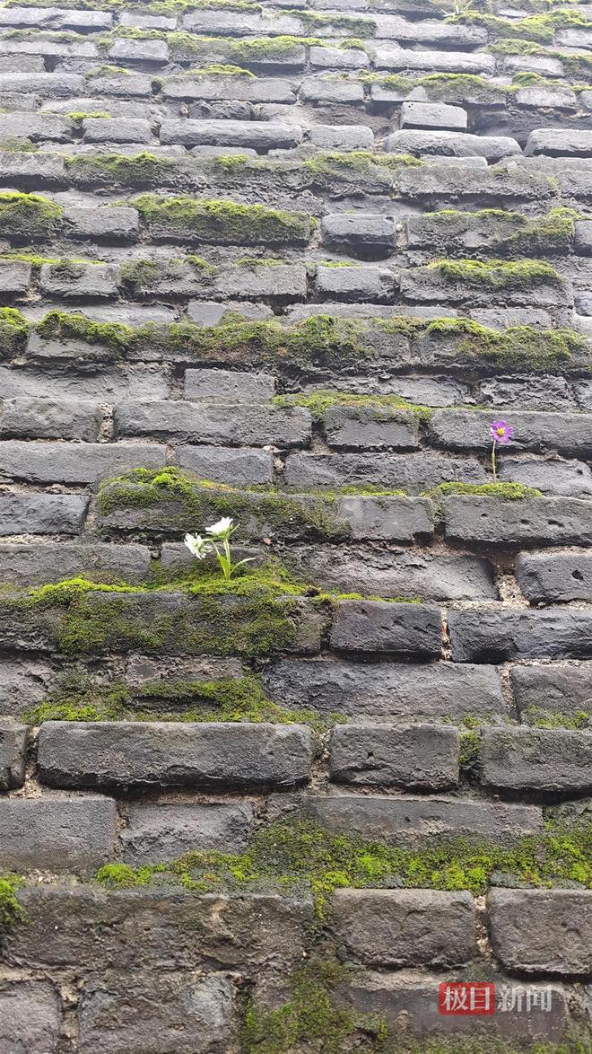 地长蘑菇大雁塔受潮城墙布满青苔气象局解释成因冰球突破豪华版手机版西安连续一个多月降雨遍(图4) 地长蘑菇大雁塔受潮城墙布满青苔气象局解释成因冰球突破豪华版手机版西安连续一个多月降雨遍(图4)