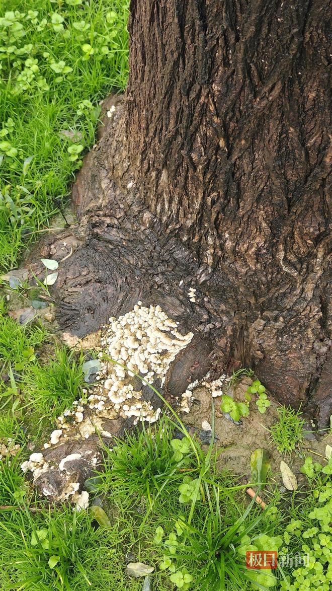 地长蘑菇大雁塔受潮城墙布满青苔气象局解释成因冰球突破豪华版手机版西安连续一个多月降雨遍(图5) 地长蘑菇大雁塔受潮城墙布满青苔气象局解释成因冰球突破豪华版手机版西安连续一个多月降雨遍(图5)